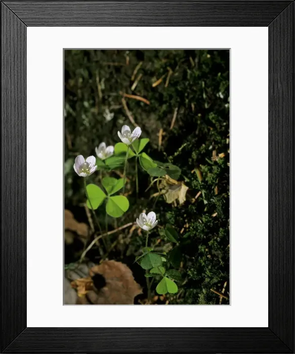 Framed Print : Wood sorrel - flowering in spring Framed Print : Wood sorrel - flowering in spring
