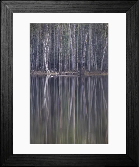 Framed Print : Reflections in a small lake in taiga forest Framed Print : Reflections in a small lake in taiga forest