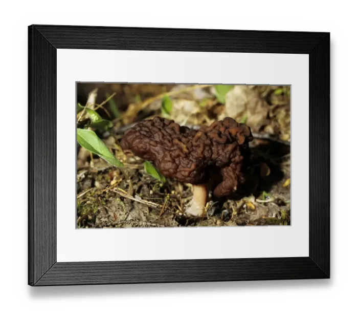 Framed Print : FUNGI False Morel - on taiga-forest floor near Framed Print : FUNGI False Morel - on taiga-forest floor near