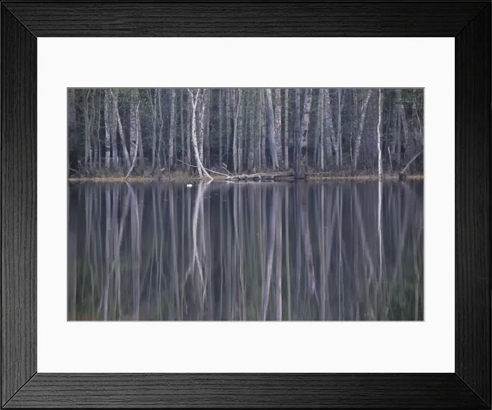 Framed Print : Reflections in a small lake in taiga forest Framed Print : Reflections in a small lake in taiga forest