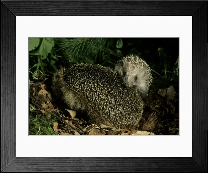 Framed Print : European HEDGEHOGS - young behind mother, autumn Framed Print : European HEDGEHOGS - young behind mother, autumn