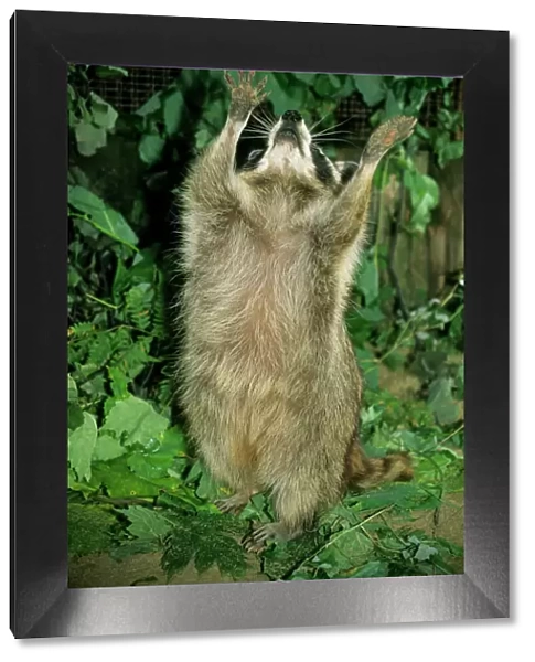 Common Raccoon - adult female, begging for food