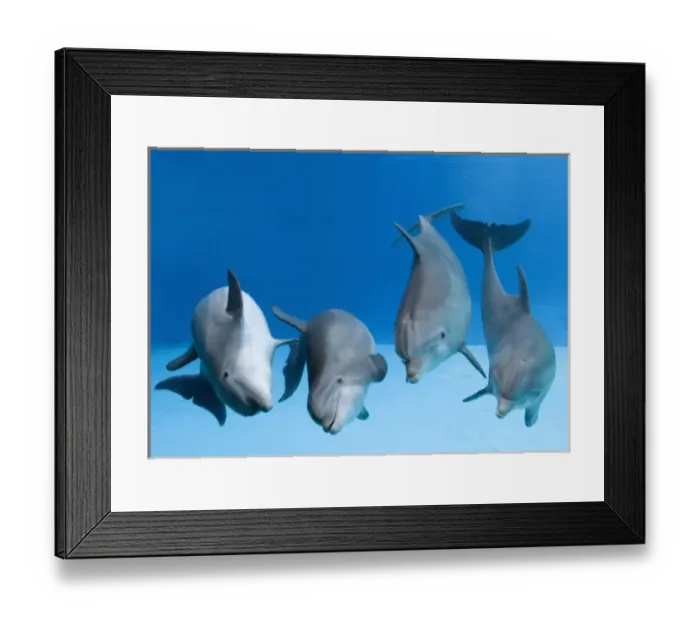 Framed Print : Bottlenose dolphins - four dancing underwater Framed Print : Bottlenose dolphins - four dancing underwater