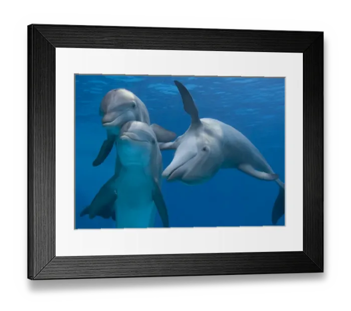 Framed Print : Bottlenose dolphins - playing underwater Framed Print : Bottlenose dolphins - playing underwater
