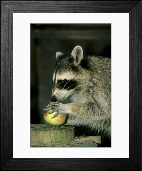 Framed Print : Common Raccoon - adult female, eating an apple Framed Print : Common Raccoon - adult female, eating an apple