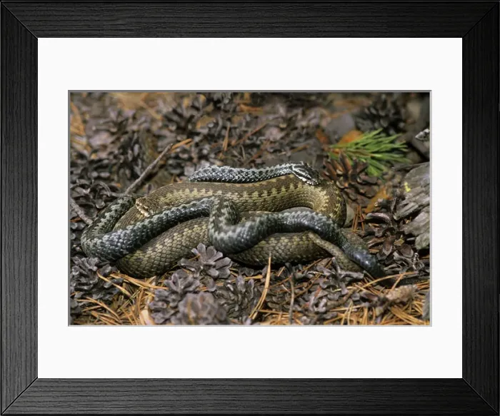 Framed Print : European / Common ADDER - adults; pre-copulation Framed Print : European / Common ADDER - adults; pre-copulation