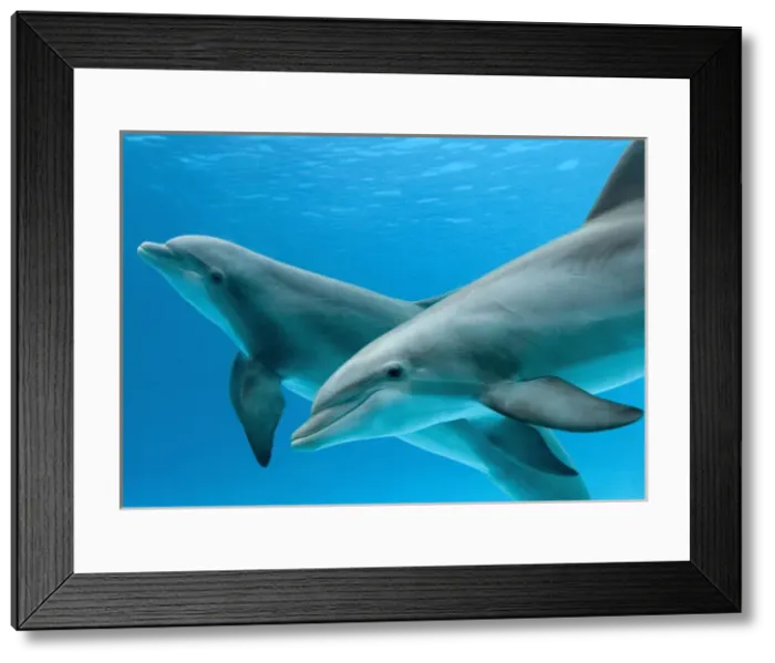 Framed Print : Bottlenose dolphins - two underwater Framed Print : Bottlenose dolphins - two underwater