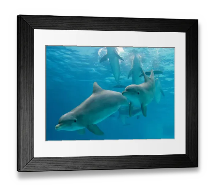 Framed Print : Dolphins - group underwater Framed Print : Dolphins - group underwater