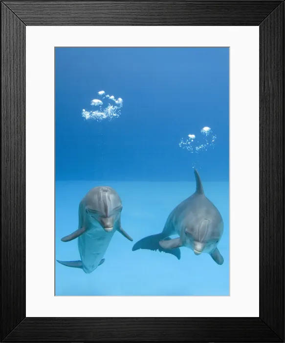 Framed Print : Bottlenose dolphins - two blowing air bubbles Framed Print : Bottlenose dolphins - two blowing air bubbles