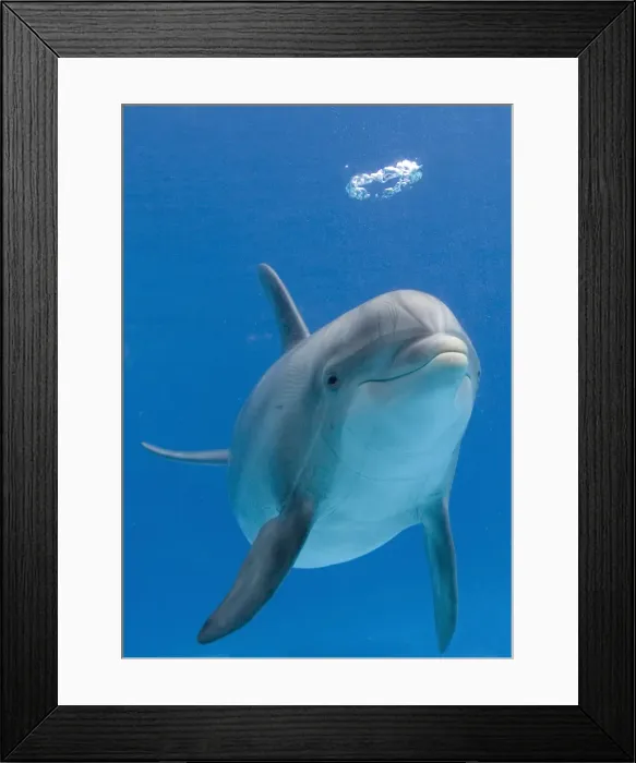 Framed Print : Bottlenose dolphin - blowing air bubbles Framed Print : Bottlenose dolphin - blowing air bubbles
