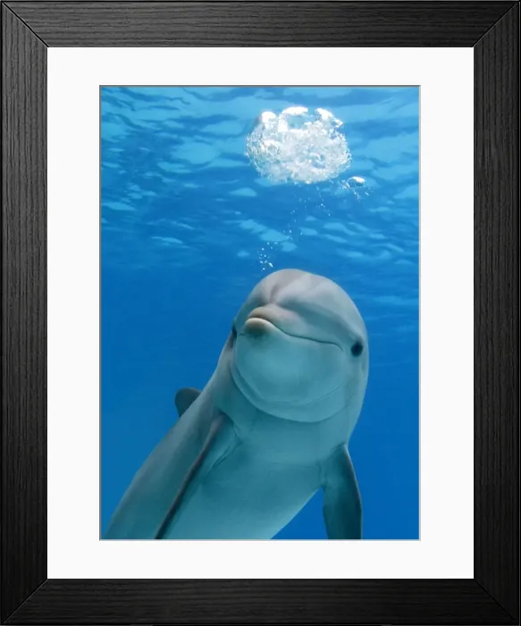 Framed Print : Bottlenose dolphin - blowing air bubbles underwater Framed Print : Bottlenose dolphin - blowing air bubbles underwater