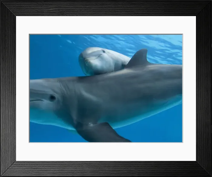 Framed Print : Bottlenose dolphin - female and her calf Framed Print : Bottlenose dolphin - female and her calf