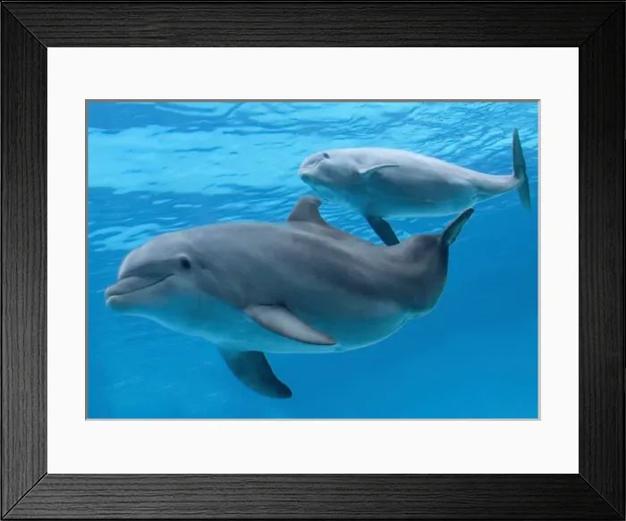 Framed Print : bottlenose dolphin - female and her calf Framed Print : bottlenose dolphin - female and her calf