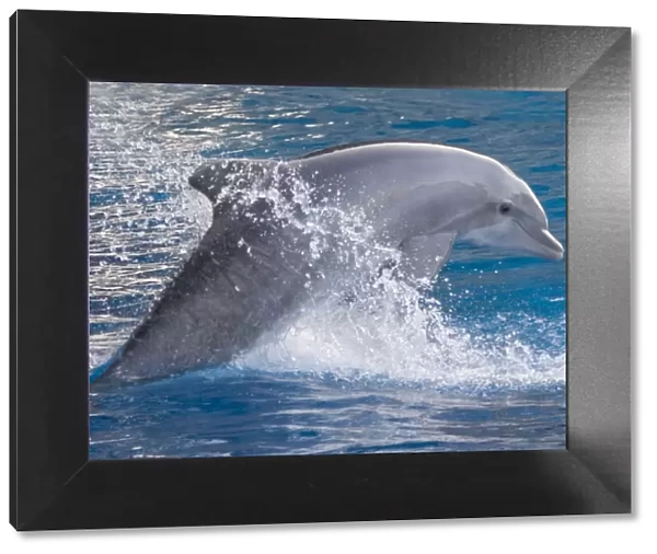 Bottlenose dolphin - jumping out of the water