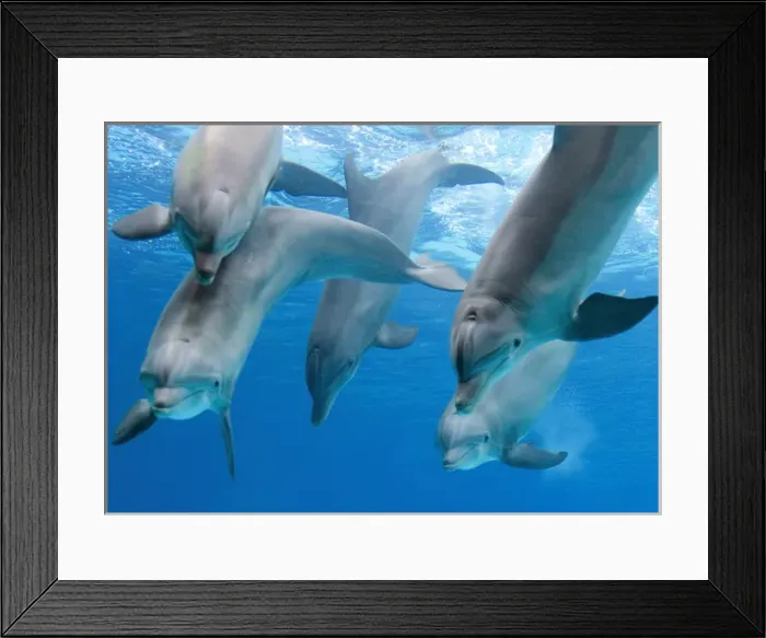 Framed Print : Bottlenose dolphins - playing underwater Framed Print : Bottlenose dolphins - playing underwater