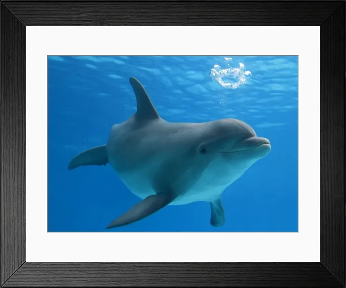 Framed Print : Bottlenose dolphin - blowing air bubbles underwater Framed Print : Bottlenose dolphin - blowing air bubbles underwater