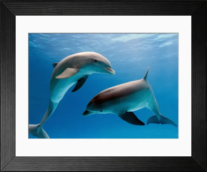 Framed Print : Bottlenose dolphins - underwater Framed Print : Bottlenose dolphins - underwater