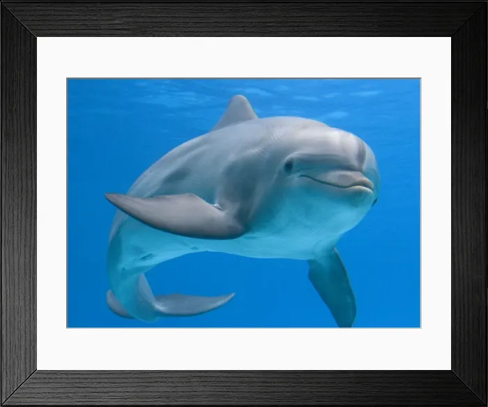 Framed Print : Bottlenose dolphin - underwater Framed Print : Bottlenose dolphin - underwater