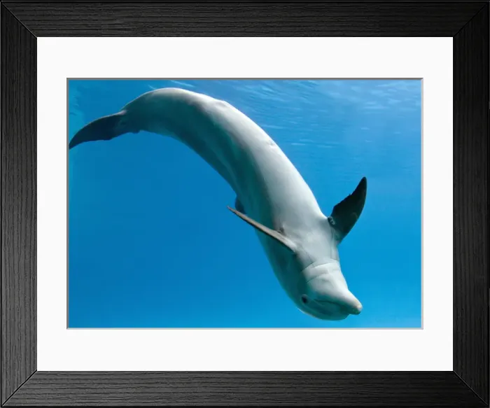 Framed Print : Bottlenose dolphin - dancing underwater Framed Print : Bottlenose dolphin - dancing underwater