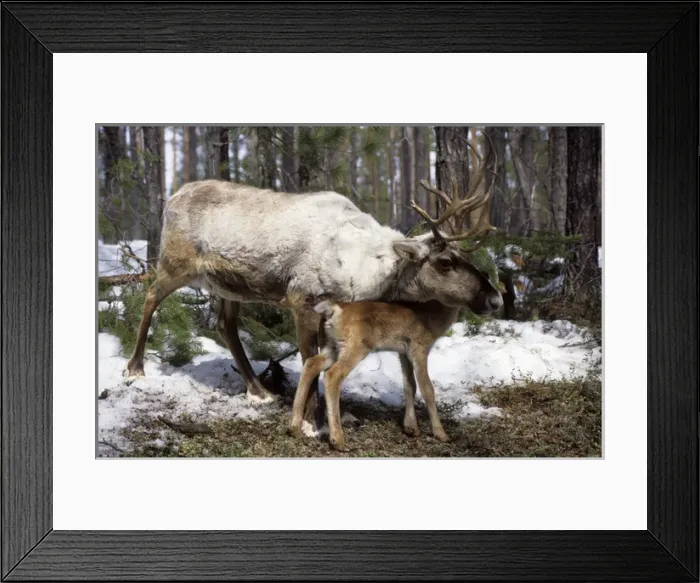 Framed Print : Domestic female Reindeer with calf Framed Print : Domestic female Reindeer with calf