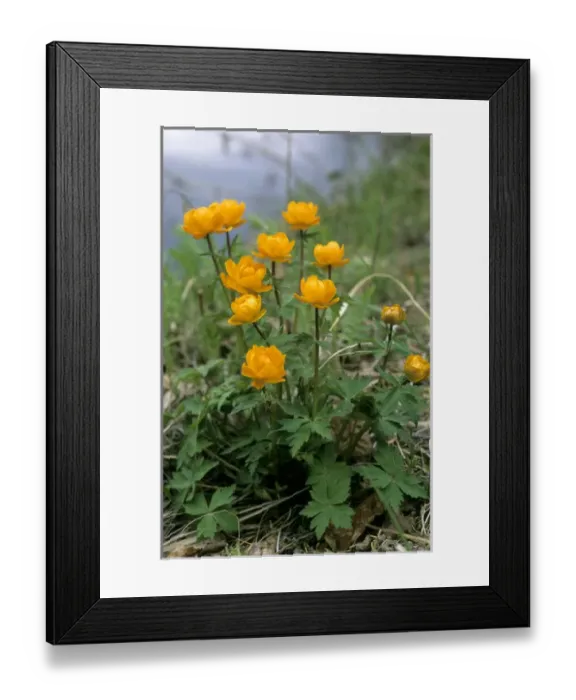 Framed Print : Siberian globeflower flowering on river Taz bank, spring Framed Print : Siberian globeflower flowering on river Taz bank, spring