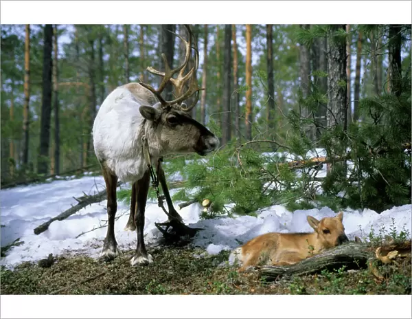 Domestic female Reindeer with newborn calf