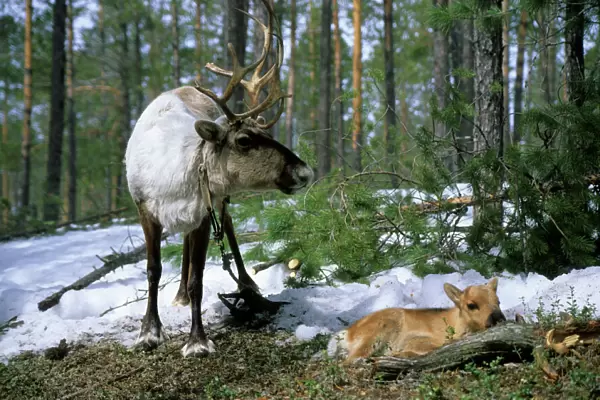 Domestic female Reindeer with newborn calf
