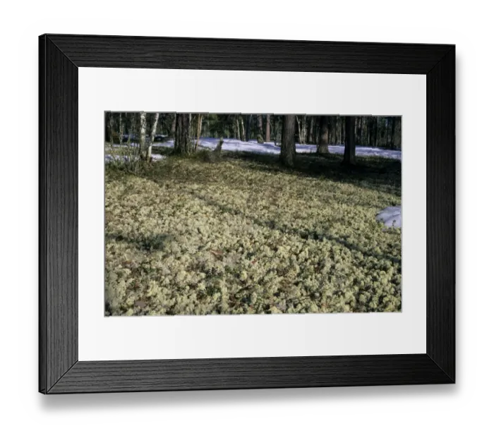 Framed Print : Lichen - carpeted forest-floor near river Taz Framed Print : Lichen - carpeted forest-floor near river Taz