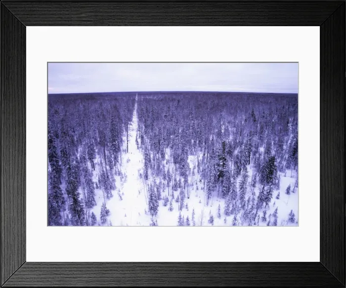 Framed Print : Taiga forest in winter - Old oil search cutting Framed Print : Taiga forest in winter - Old oil search cutting