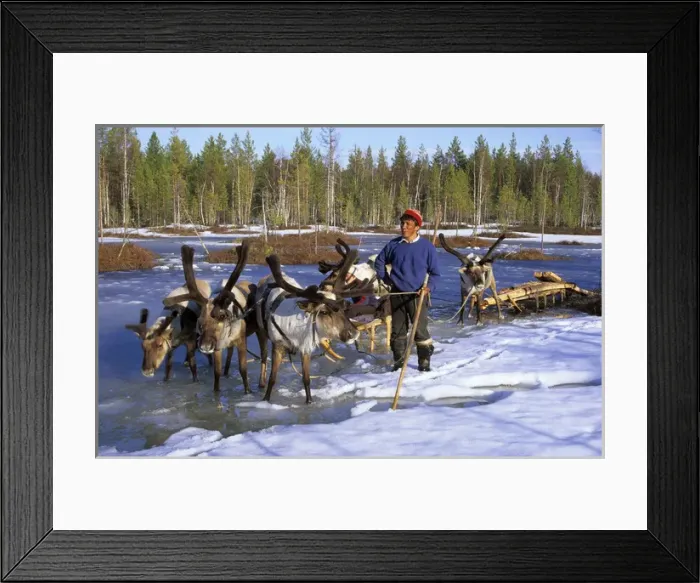 Framed Print : Selkup man with reindeer-sledge, Siberia Framed Print : Selkup man with reindeer-sledge, Siberia