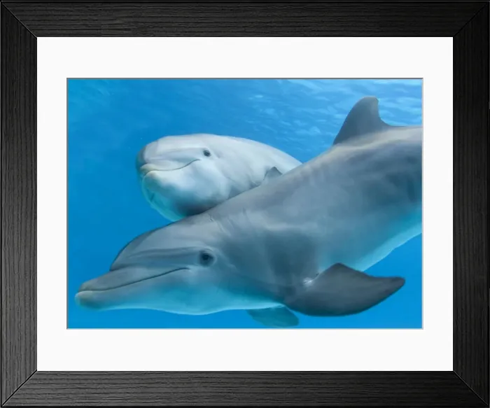 Framed Print : Bottlenose Dolphin - female and her calf Framed Print : Bottlenose Dolphin - female and her calf