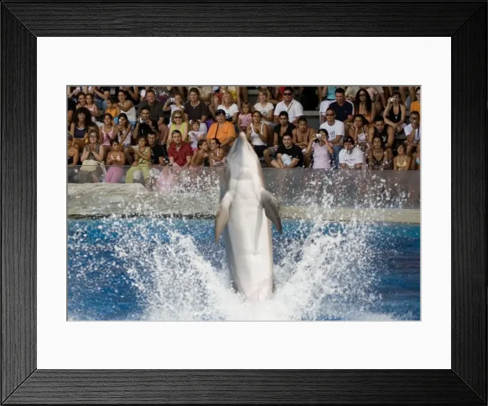 Framed Print : Bottlenose Dolphin amusing the crowd with a tail dance Framed Print : Bottlenose Dolphin amusing the crowd with a tail dance