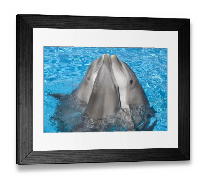Framed Print : Bottlenose dolphins - 3 together with noses out of the water Framed Print : Bottlenose dolphins - 3 together with noses out of the water