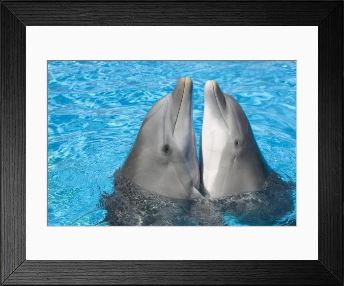 Framed Print : Bottlenose dolphins - 2 together with noses out of the water Framed Print : Bottlenose dolphins - 2 together with noses out of the water