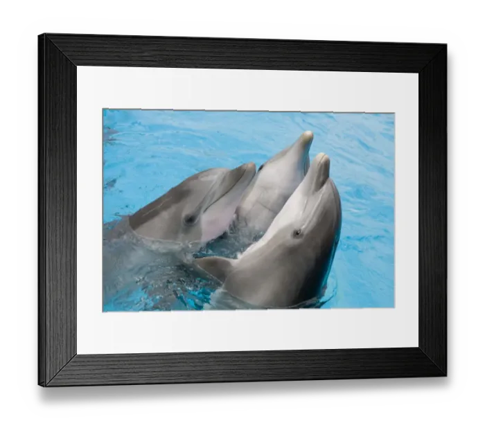 Framed Print : Bottlenose dolphins - 3 together with noses out of the water Framed Print : Bottlenose dolphins - 3 together with noses out of the water