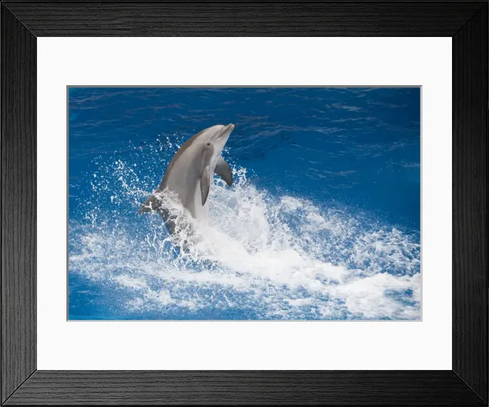 Framed Print : Bottlenose Dolphin - Tail dancing Framed Print : Bottlenose Dolphin - Tail dancing