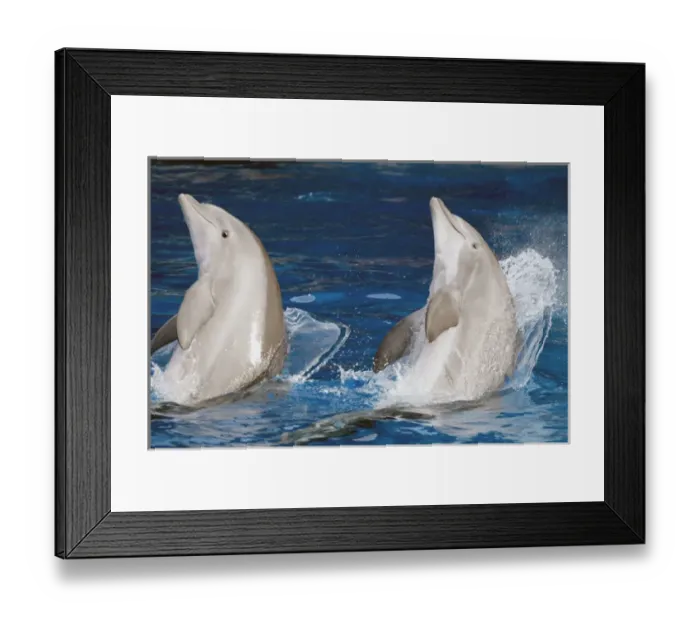 Framed Print : Bottlenose Dolphins - Preparing to jump Framed Print : Bottlenose Dolphins - Preparing to jump