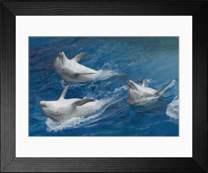 Framed Print : Bottlenose dolphins - 3 together swimming on back Framed Print : Bottlenose dolphins - 3 together swimming on back