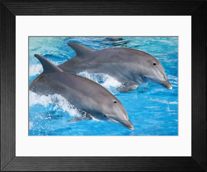Framed Print : Bottlenose Dolphins - Tail dancing