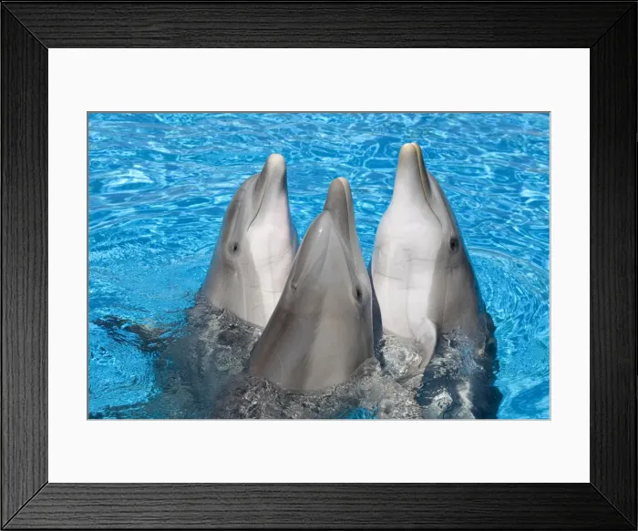 Framed Print : Bottlenose Dolphins - 3 together with noses out of the water