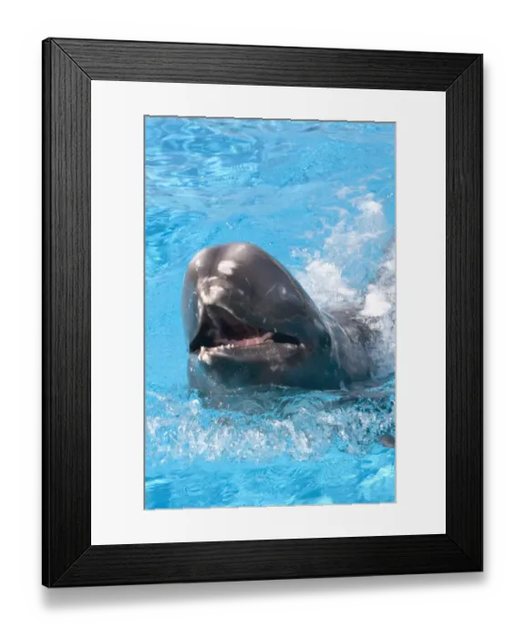 Framed Print : Rissos Dolphin with nose sticking out of water Framed Print : Rissos Dolphin with nose sticking out of water