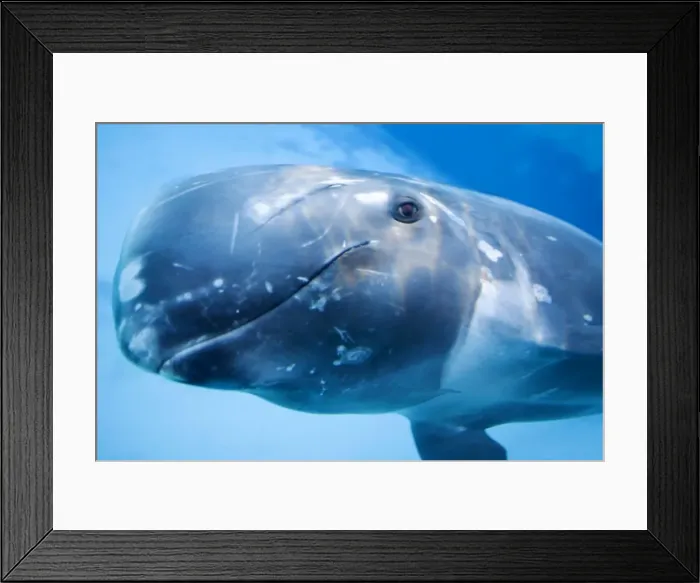 Framed Print : Rissos Dolphin swimming underwater Framed Print : Rissos Dolphin swimming underwater