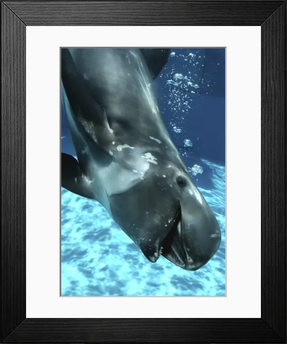 Framed Print : Rissos Dolphin swimming underwater Framed Print : Rissos Dolphin swimming underwater