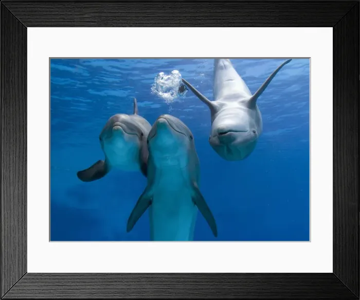 Framed Print : Bottlenose dolphins - three playing underwater Framed Print : Bottlenose dolphins - three playing underwater