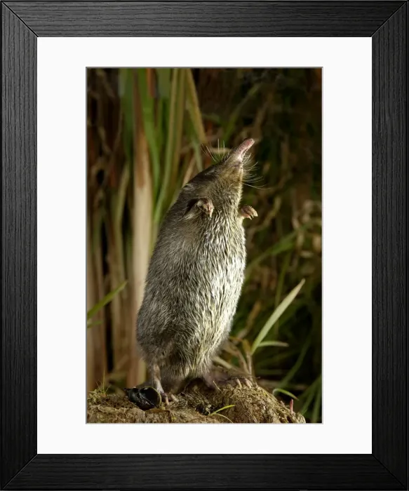 Framed Print : Russian Desman - adult female - searches environment Framed Print : Russian Desman - adult female - searches environment