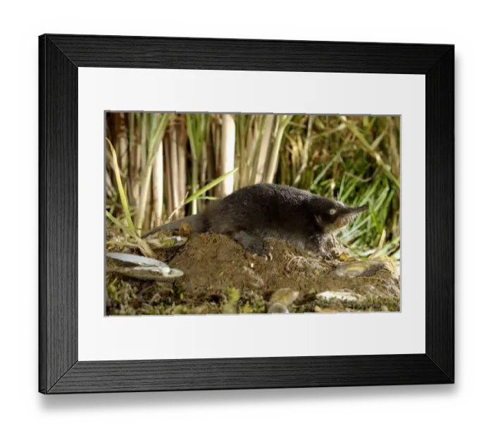 Framed Print : Russian Desman - searches environment with its Framed Print : Russian Desman - searches environment with its