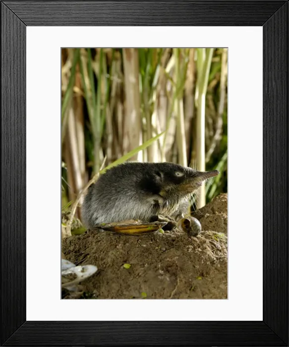 Framed Print : Russian Desman - searches environment with its Framed Print : Russian Desman - searches environment with its