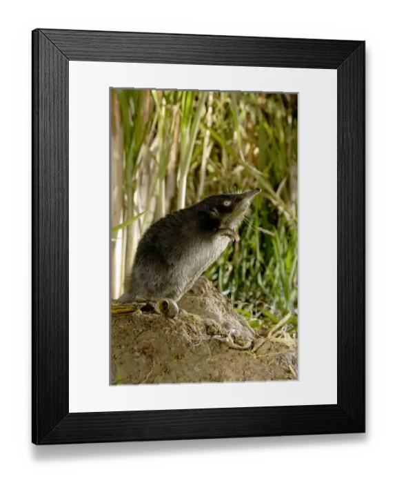 Framed Print : Russian Desman - female searches environment with Framed Print : Russian Desman - female searches environment with