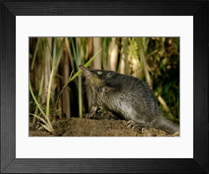 Framed Print : Russian Desman - searches environment with its Framed Print : Russian Desman - searches environment with its