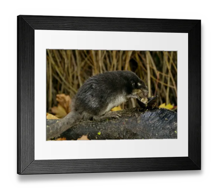 Framed Print : Russian Desman - feeds on a fresh-water mussel Framed Print : Russian Desman - feeds on a fresh-water mussel